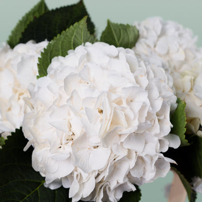 Hydrangea Verena White (10 Stems)