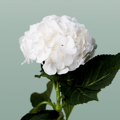 Hydrangea Verena White (10 Stems)