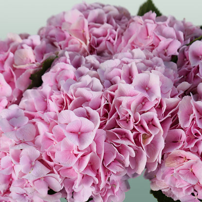 Hydrangea Verena Light Pink (10 Stems)