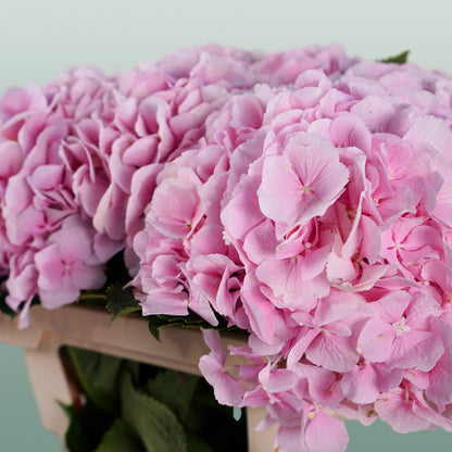 Hydrangea Verena Light Pink (10 Stems)