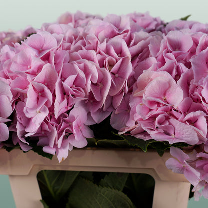Hydrangea Verena Light Pink (10 Stems)