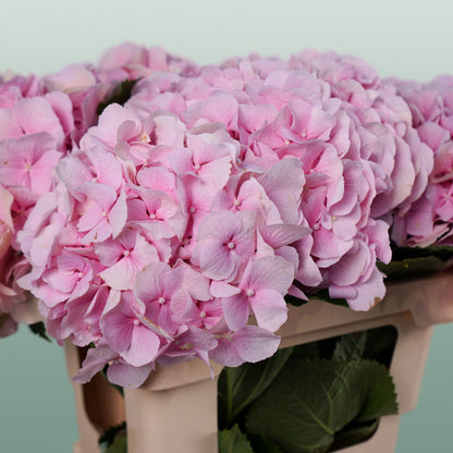Hydrangea Verena Light Pink (10 Stems)