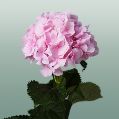 Hydrangea Verena Light Pink (10 Stems)