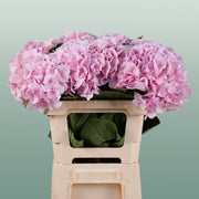 Hydrangea Verena Light Pink