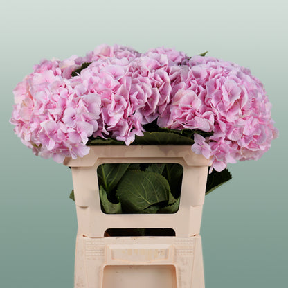 Hydrangea Verena Light Pink (10 Stems)