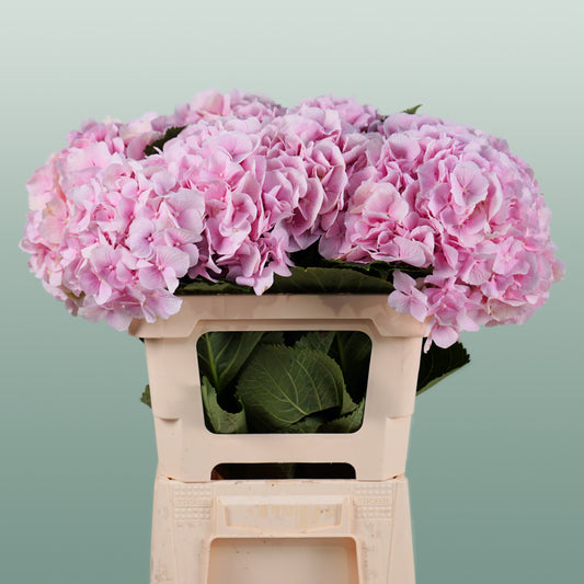 Hydrangea Verena Light Pink (10 Stems)