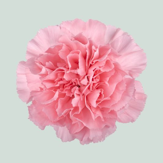 Carnation Standard Verona (20 Stems)