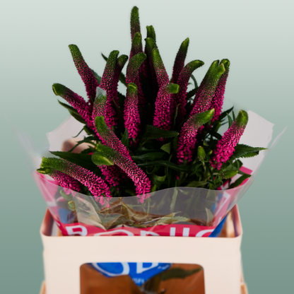 Veronica Smart Iselle (25 Stems)