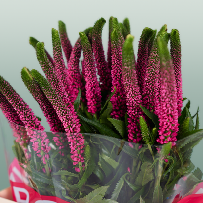 Veronica Smart Iselle (25 Stems)