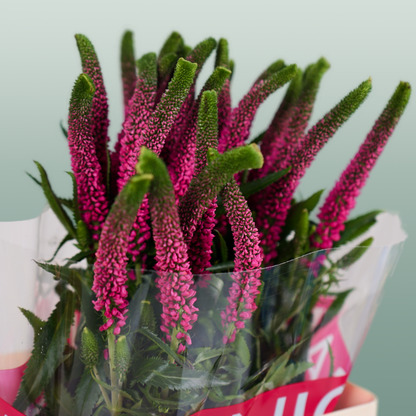 Veronica Smart Iselle (25 Stems)