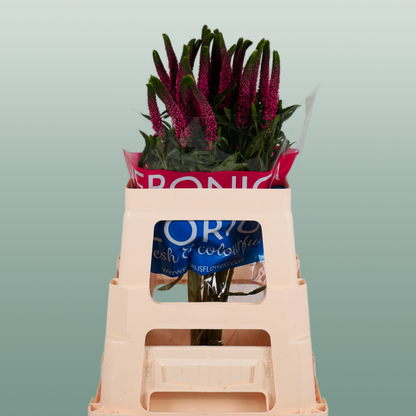 Veronica Smart Iselle (25 Stems)