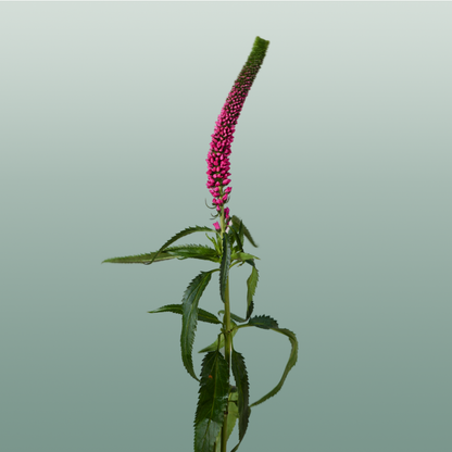 Veronica Smart Iselle (25 Stems)