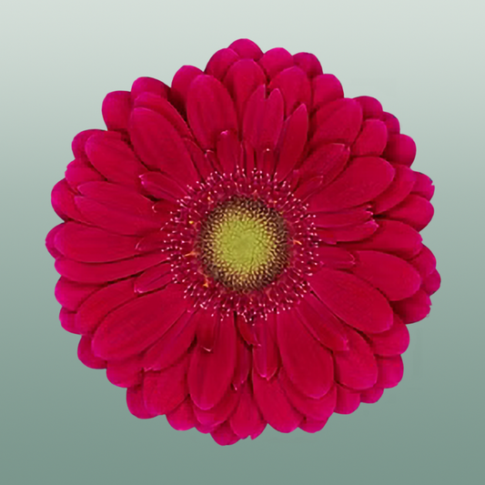 Germini Vivian