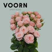Spray Rose - Rosa - Aerobic
