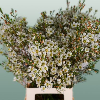 Waxflower Snow Flake (25 Stems)