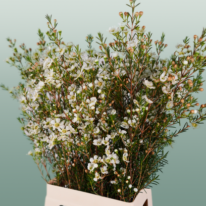 Waxflower Snow Flake (25 Stems)