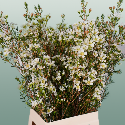 Waxflower Snow Flake (25 Stems)
