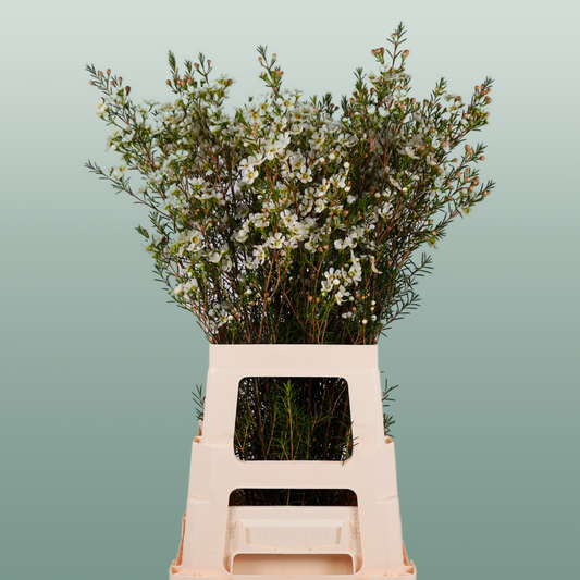 Waxflower Ivory Pearl (25 Stems)