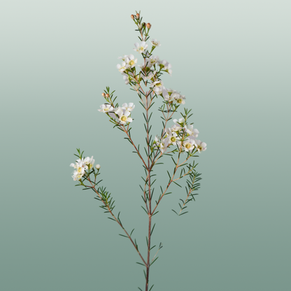 Waxflower Snow Flake (25 Stems)
