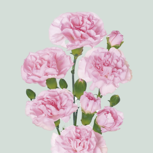 Carnation Spray Westdiamond (20 Stems)