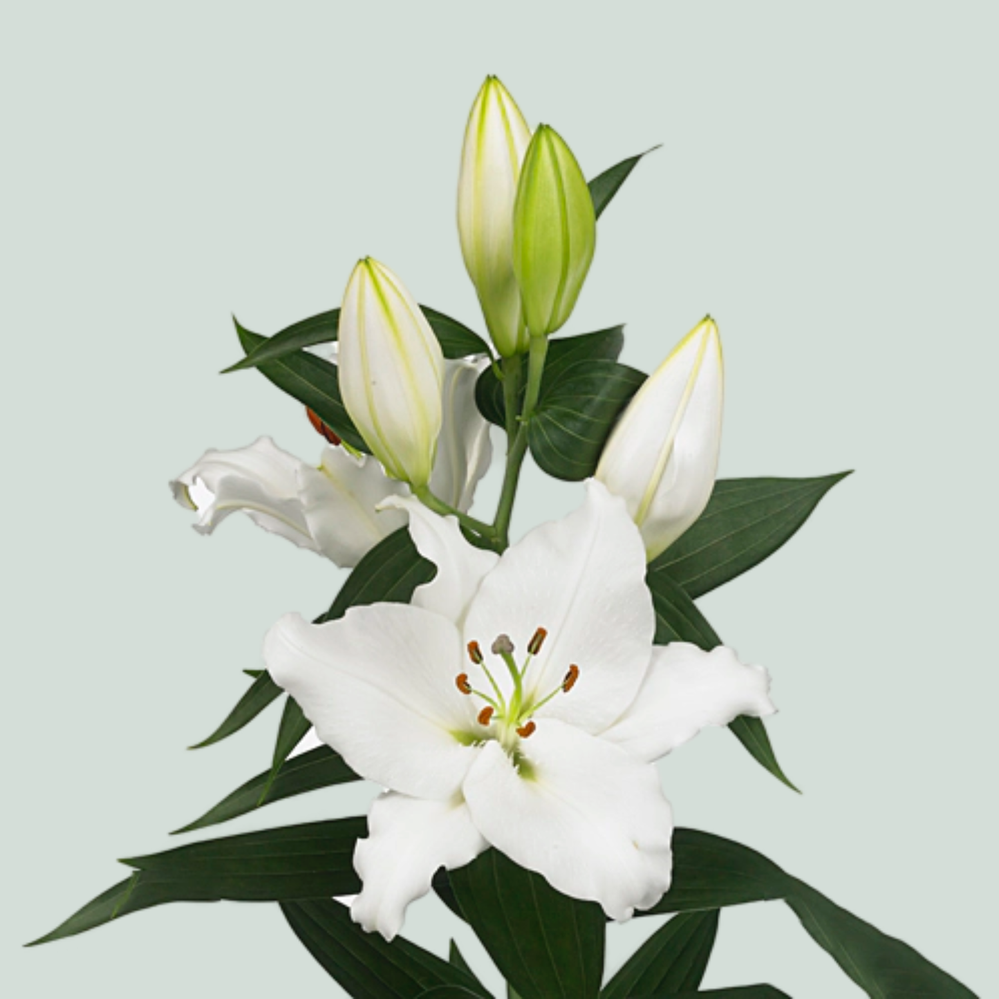 Lily Oriental White Passion (10 Stems)