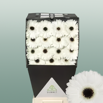 Gerbera White House (15 Stems)