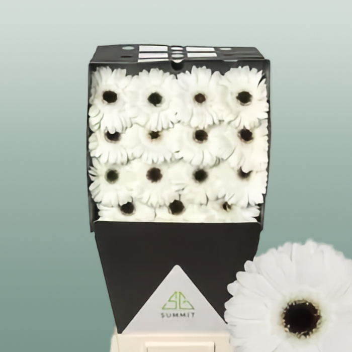 Gerbera - White House