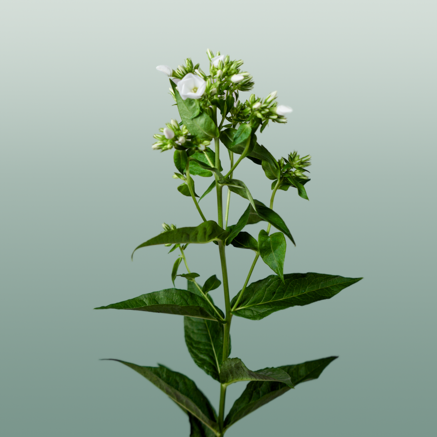 Phlox Whitecap (20 Stems)