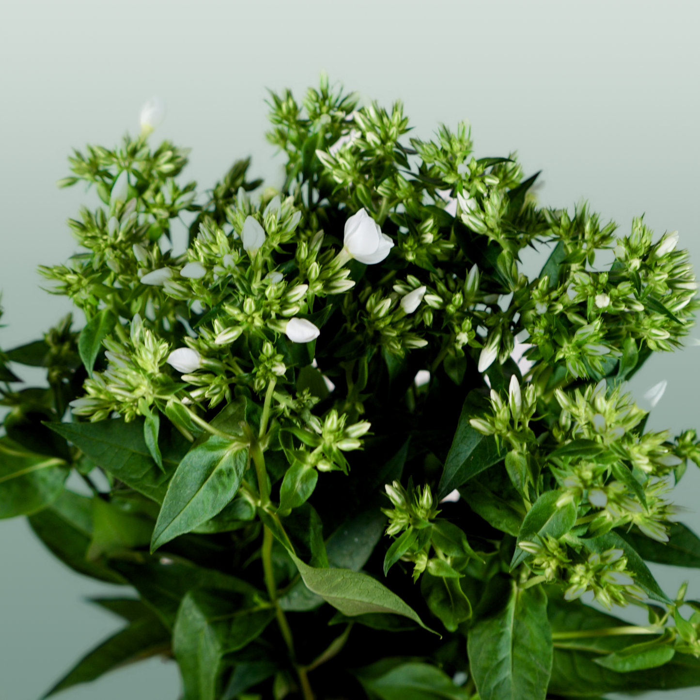 Phlox Whitecap (20 Stems)