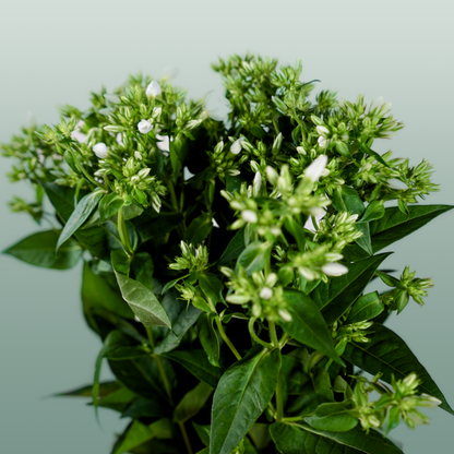 Phlox Whitecap (20 Stems)