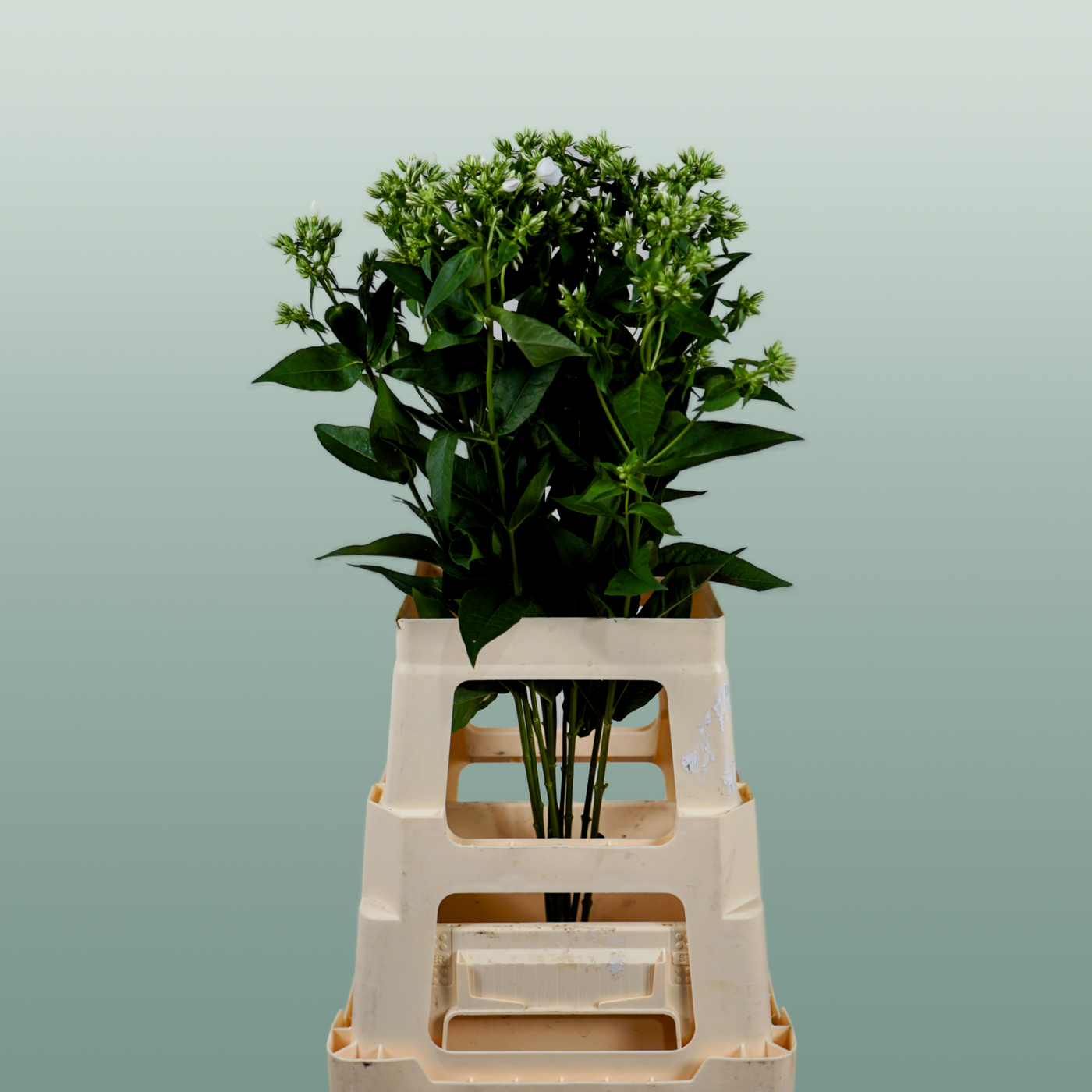 White Phlox ‘Whitecap’ Cut Stems – 60cm