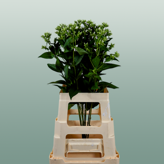 Phlox Whitecap (20 Stems)