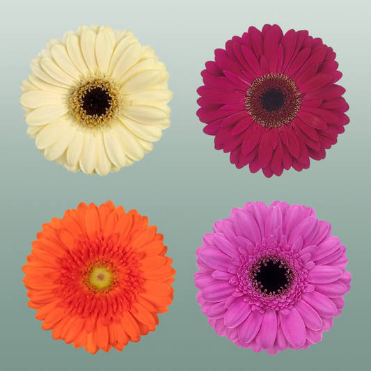 Wholesalers Choice Gerbera Large