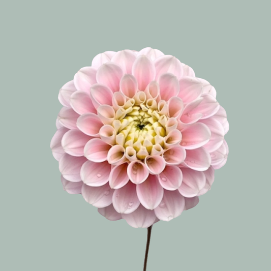 Dahlia Wizard Of Oz (10 Stems)