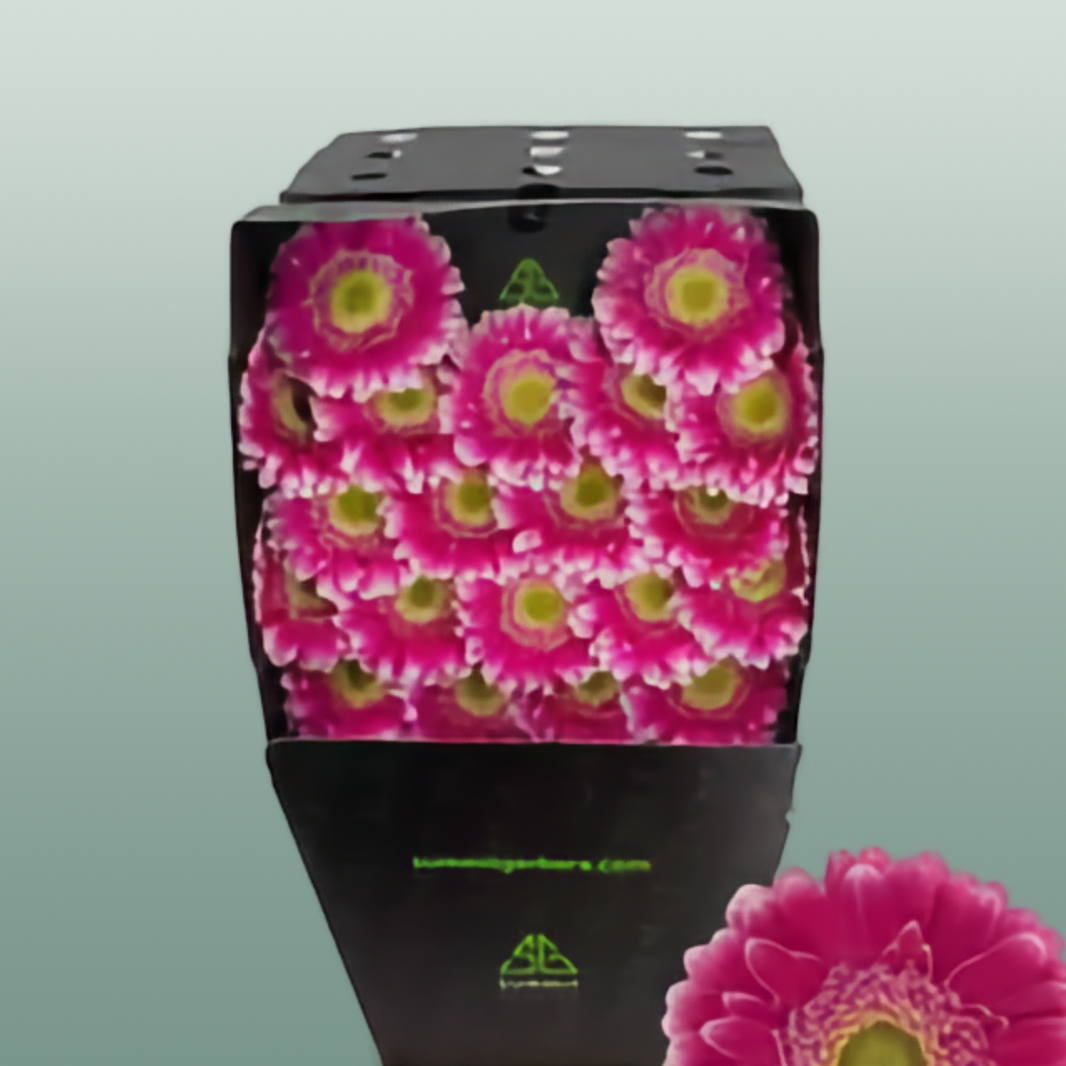 Germini – All Occasions Wholesale