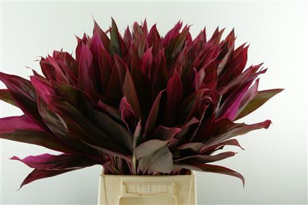 FeedSync:wholesale:d2aef6d95f60732a6d9e9488a1a3a47618ff2290