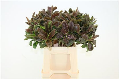 FeedSync:wholesale:b562ae57f0ede07a63b2c551e7860198ccc0ed89