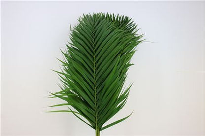 Cane Palm - Plastic