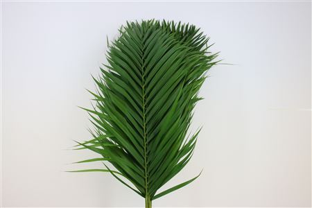 FeedSync:wholesale:ee4f8c20c6ba514dd5f5bb207654eecb9c18fc7b