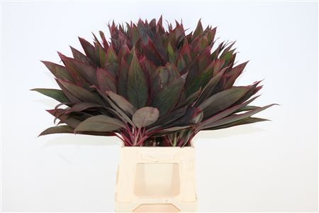 FeedSync:wholesale:cb19ce8aceb4dee5a5dcd103bcb919c171877308