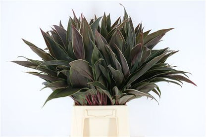 Cordyline - Plastic