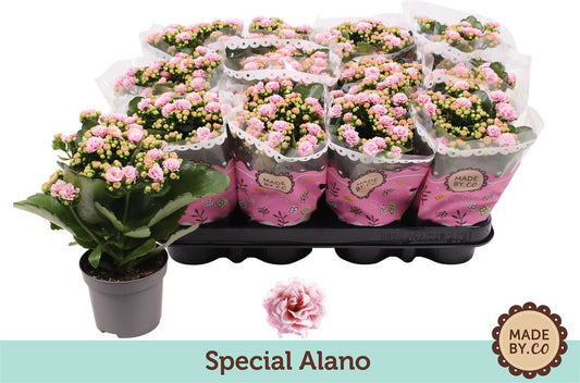 Kalanchoe Gev 2Kl Roze - Wit