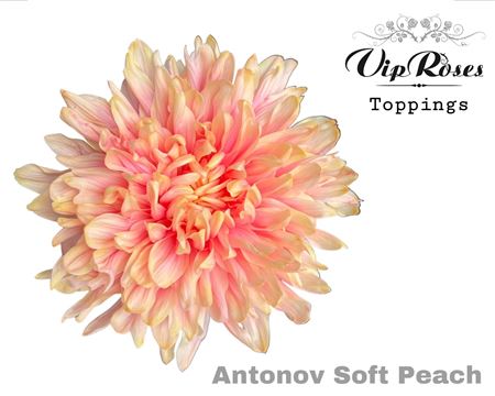 Chrysanthemum - Chrysanthemum (Indicum Grp) - Disbudded