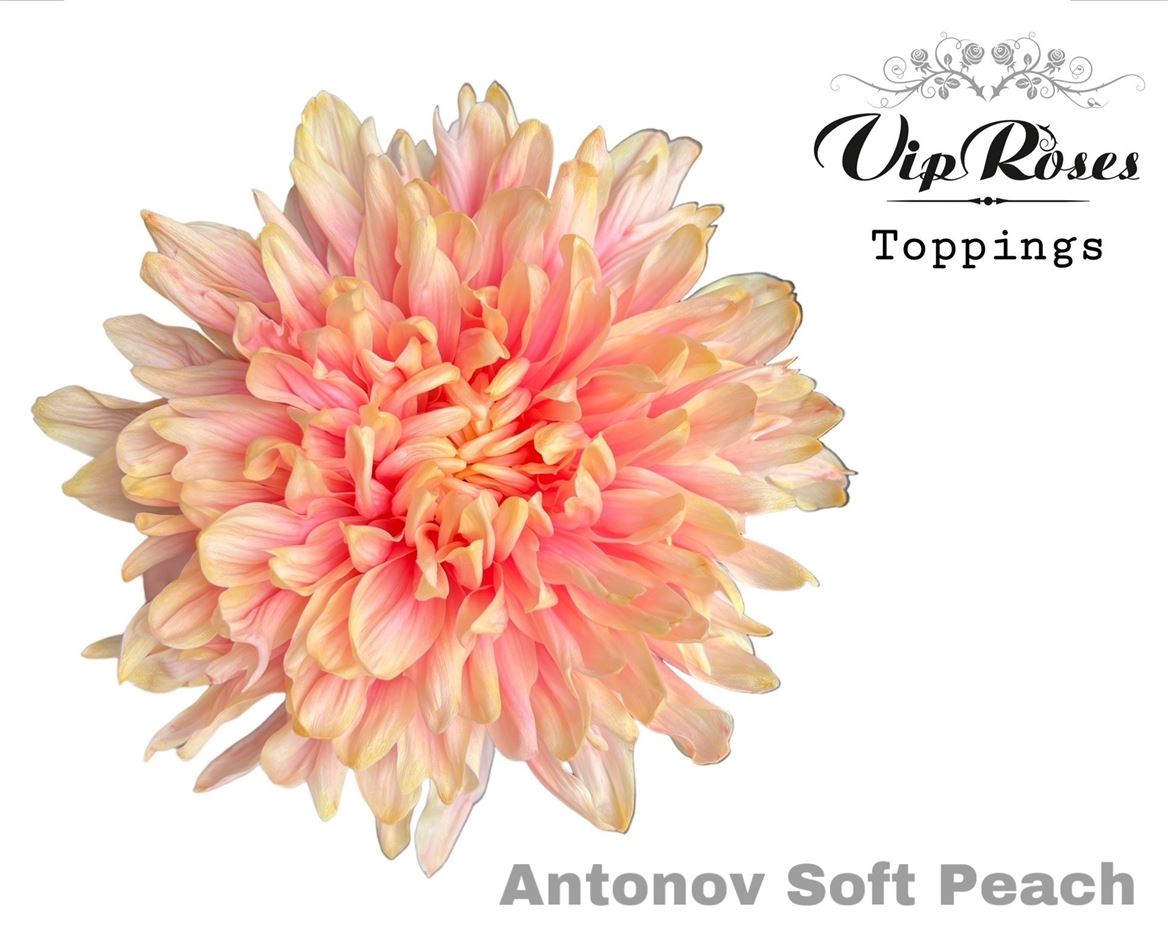 Chrysanthemum - Chrysanthemum (Indicum Grp) - Disbudded