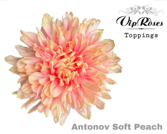 Chrysanthemum - Chrysanthemum (Indicum Grp) - Disbudded