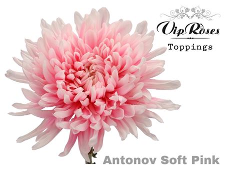 Disbudded Chrysanthemum - Chrysanthemum (Indicum Grp)