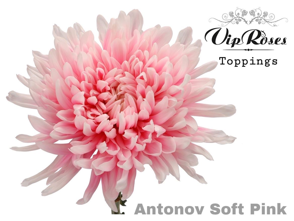 Disbudded Chrysanthemum - Chrysanthemum (Indicum Grp)