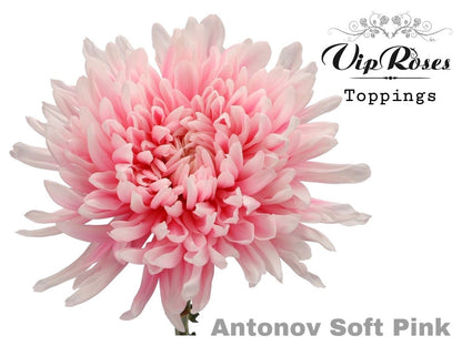 Disbudded Chrysanthemum - Chrysanthemum (Indicum Grp)