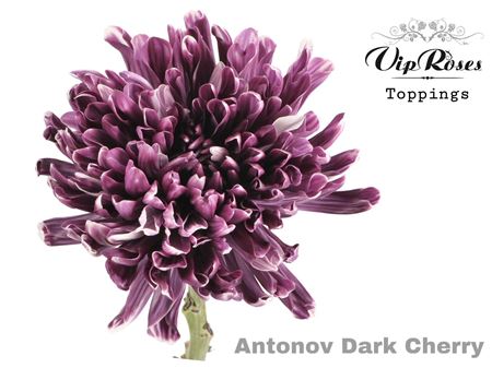 Chrysanthemum - Chrysanthemum (Indicum Grp) - Disbudded