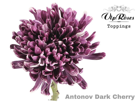 Chrysanthemum - Chrysanthemum (Indicum Grp) - Disbudded